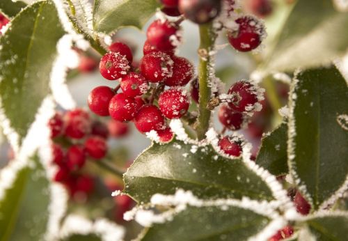 winter shrub frozen eiskristalle