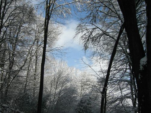 winter sky forest trees