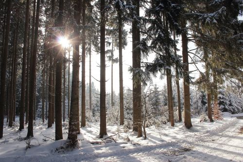 winter sun forest snow