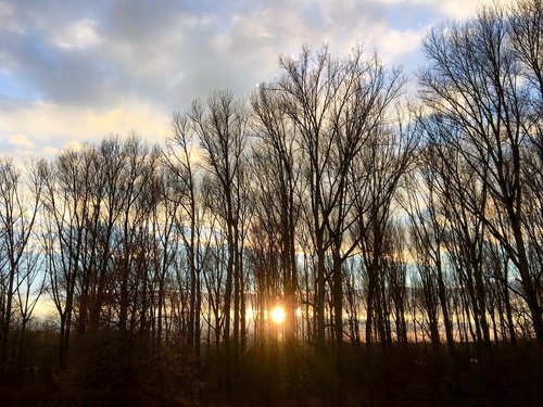 winter sun  trees  poplars