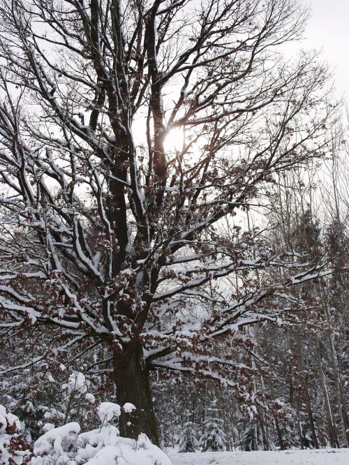 winter sun tree snow