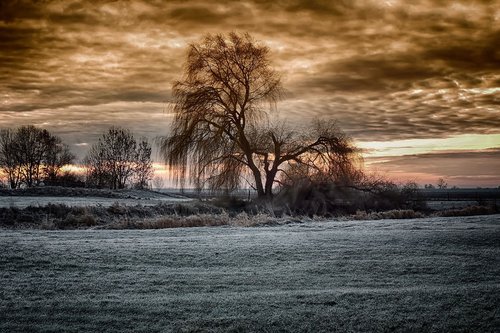 winter sunrise  pasture  weeping willow