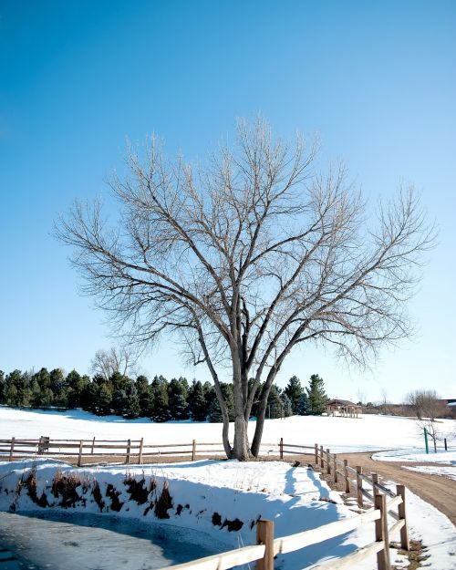 winter time white tree