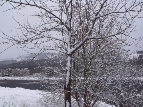 Winter Tree