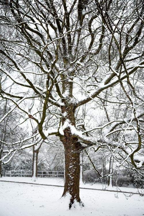 Winter Tree