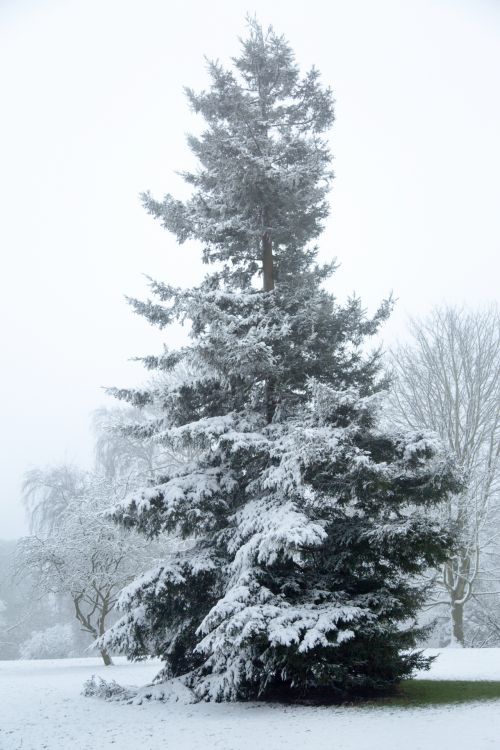 Winter Tree