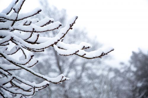 Winter Tree