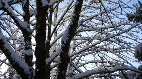 Winter Tree