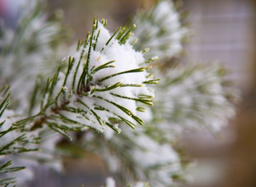 Winter Tree