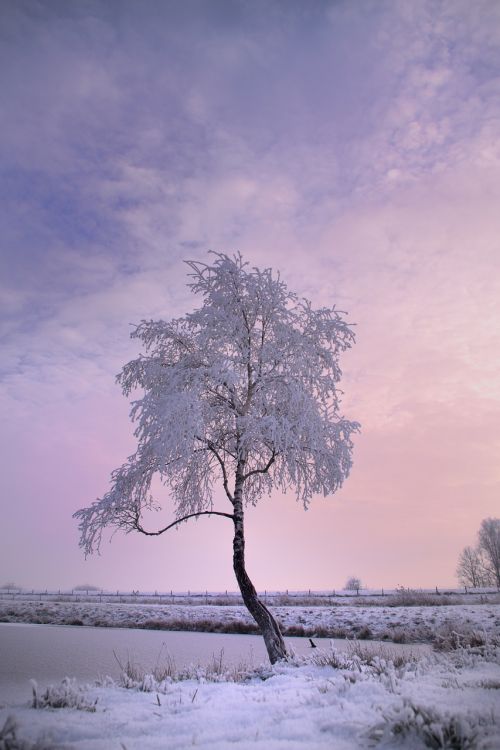 winter tree snow winter