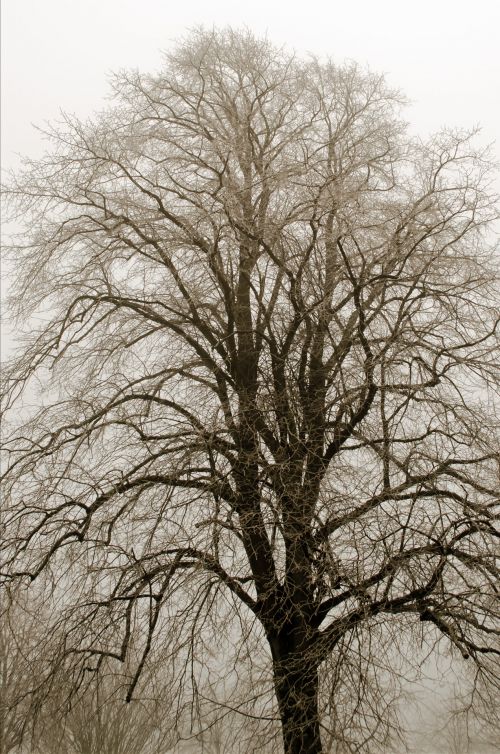 Winter Tree And Fog
