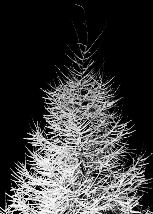 Winter Tree At Night