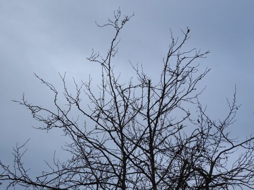 Winter Tree Top