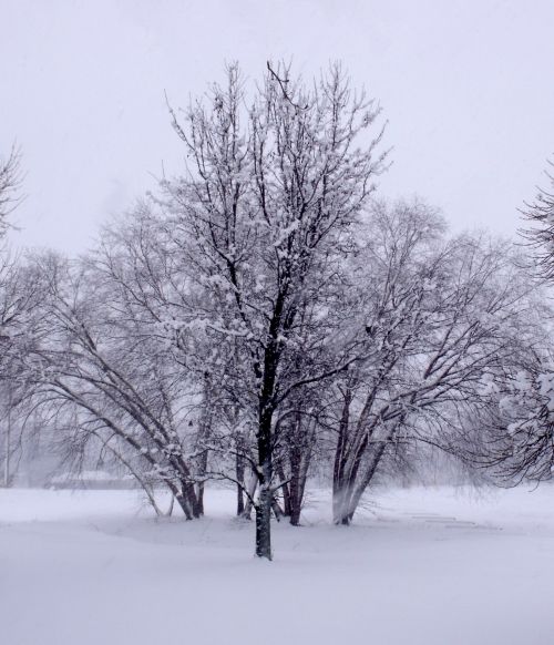 Winter Trees