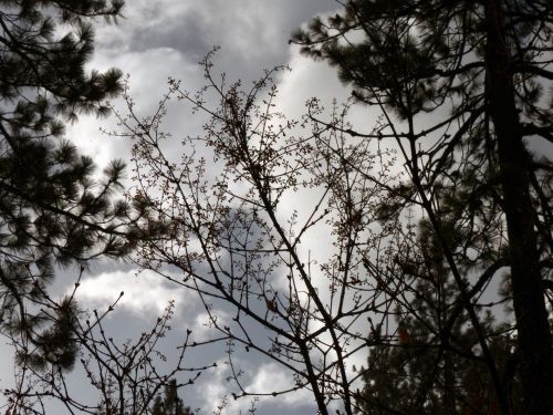 Winter Trees