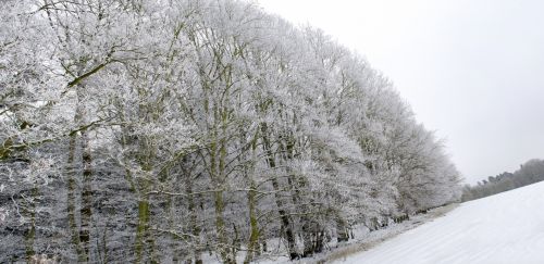 Winter Trees