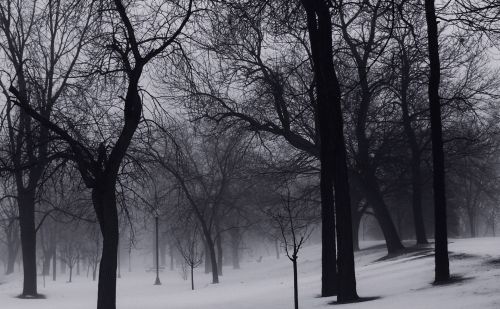 Winter Trees