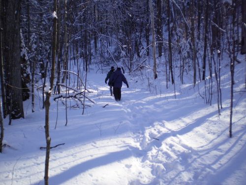 Winter Walk