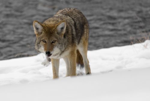 Winter Wildlife