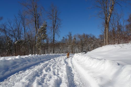 winter wonderland snow tracks dog