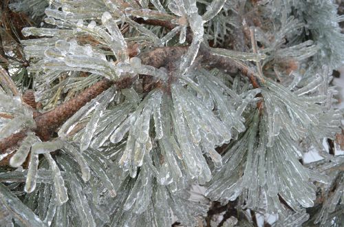 winter wonderland pines ice