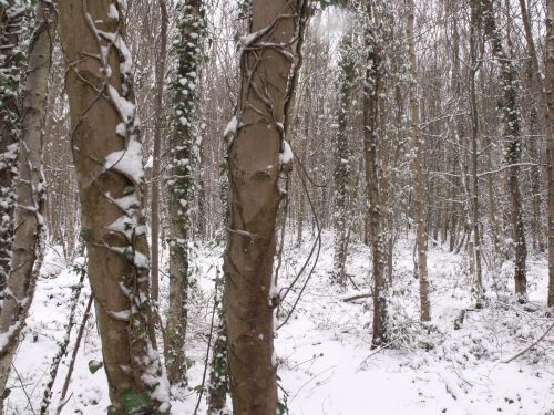 Winter Woods 3