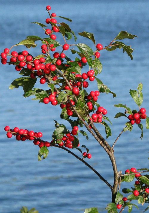 winterberry ilex verticillata grackle island