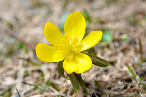 winterling flower blossom