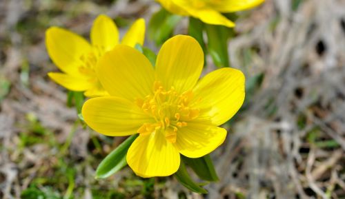 winterling flower blossom