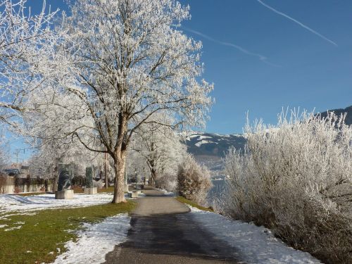 wintry snow tree