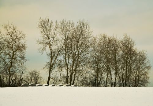 wintry winter trees