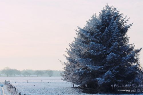 wintry winter landscape