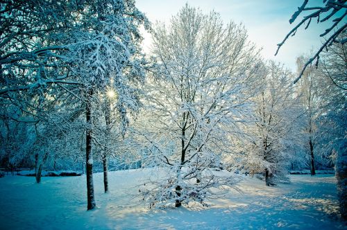 wintry snowy trees