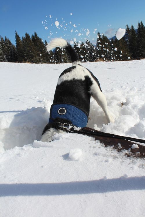 wintry snow dog