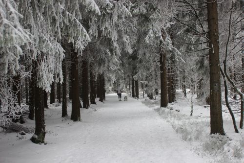 wintry winter forest winter