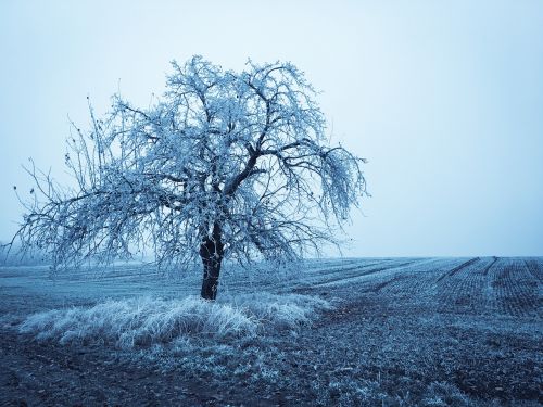 wintry winter tree