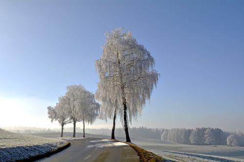 wintry winter trees