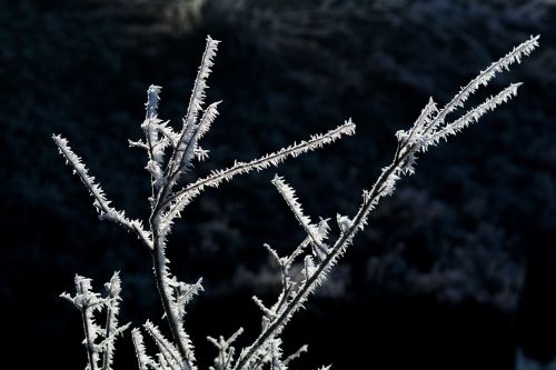 wintry frost hoarfrost