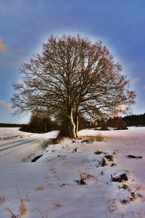 wintry winter mood tree