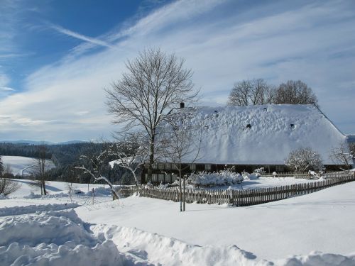 wintry in the black forest