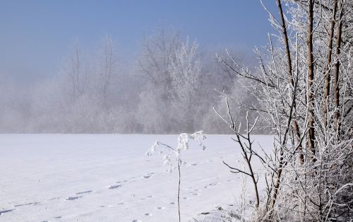 wintry trees winter mood