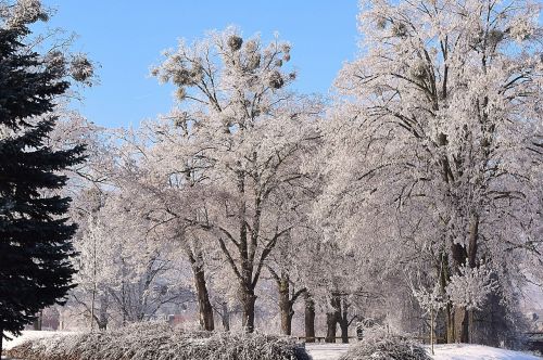 wintry trees winter mood