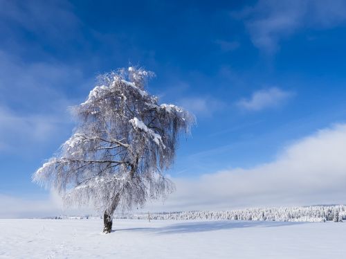 wintry tree snowy