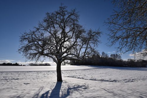wintry winter sun tree