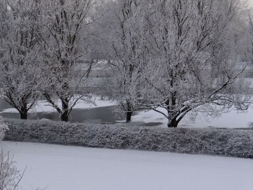 wintry snow trees