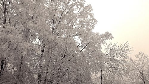 wintry winter hoarfrost