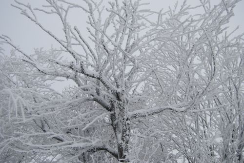 wintry tree snow