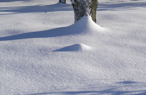 wintry tree snow