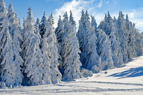 wintry snow firs