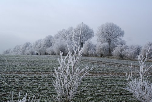 wintry  trees  iced